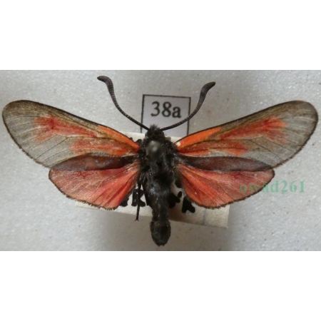 Zygaena purpuralis (Brünnich, 1763) Kraśnik purpuraczek Czech38a